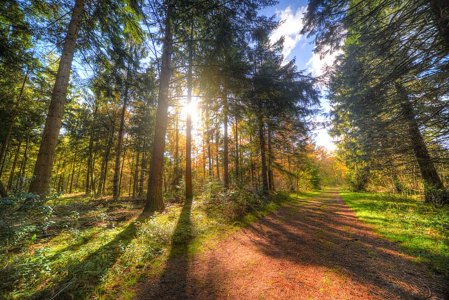 Green Trees, blur, bright, daylight, environment, forest, grass HD wallpaper