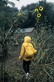 person walking on garden, explore, sunflower, stranger things HD wallpaper