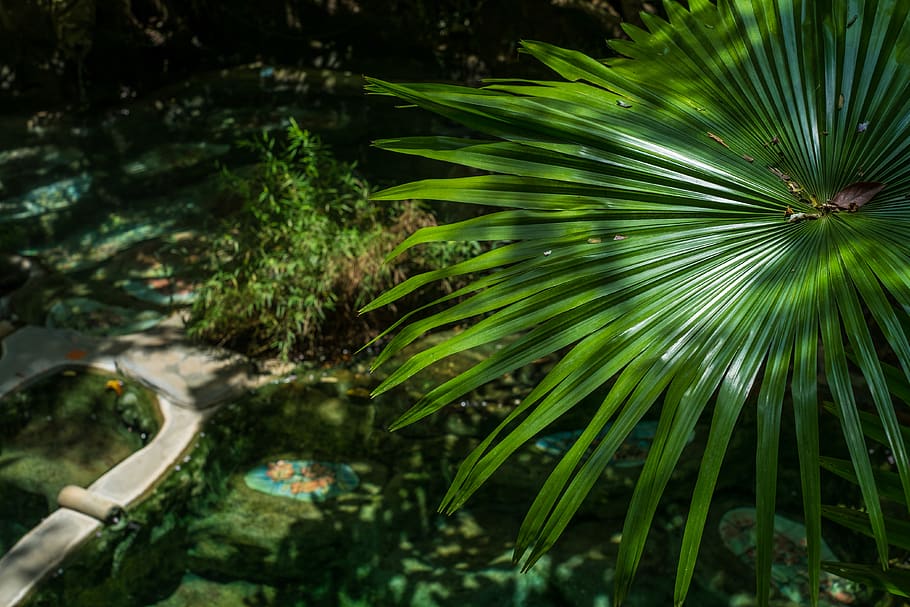 thailand, plant, green color, growth, nature, tree, no people HD wallpaper