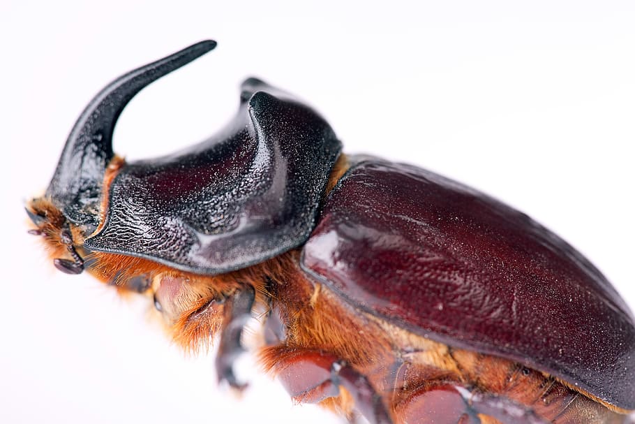 beetle, bug, white, white background, studio shot, animal, close-up HD wallpaper