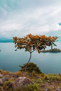 fall, rwanda, red tree, lakekivu, water, plant, sky, beauty in nature HD wallpaper