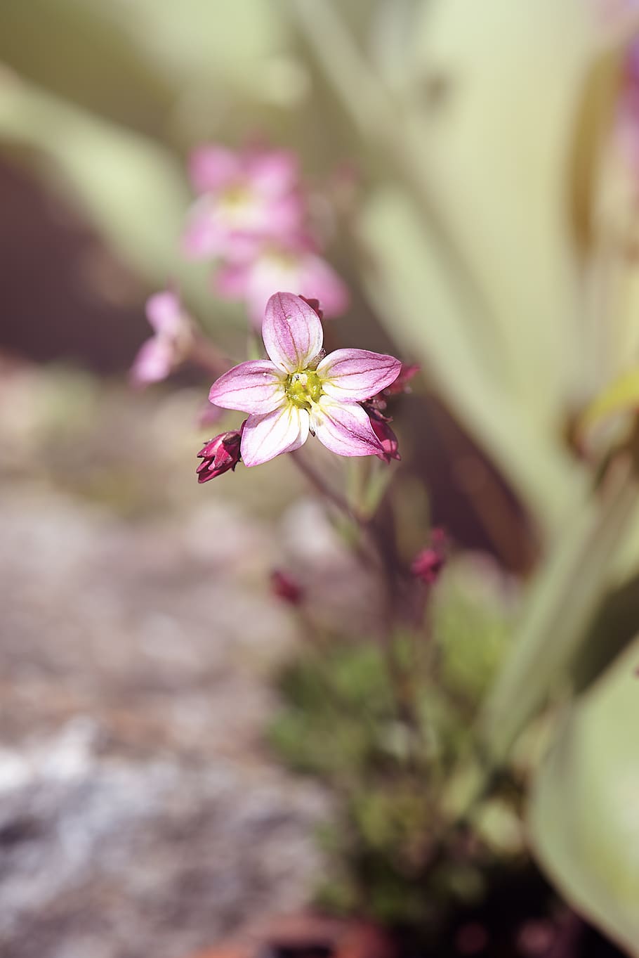 flower, blossom, bloom, small, small flower, pink, pink flower HD wallpaper