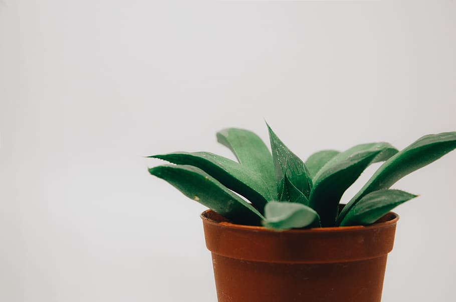 Green-leafed Plant, blooming, color, flowerpot, growth, houseplant HD wallpaper