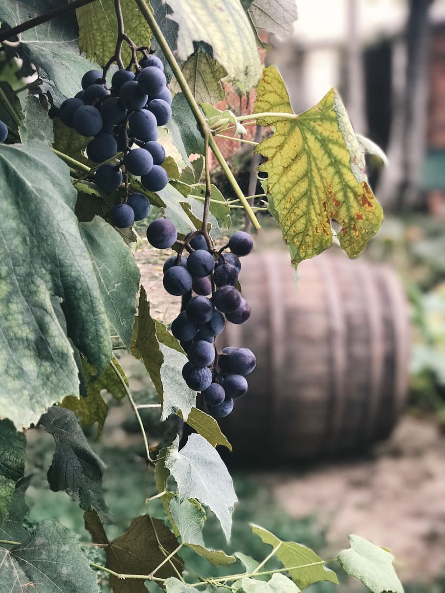 fruit, fall, autumn, outdoor, nature, leaves, wood barrel, grapes HD wallpaper