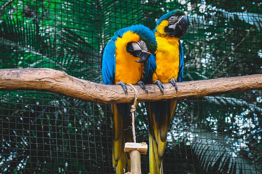two blue-and-yellow Macaws perched on tree, bird, parrot, animal HD wallpaper
