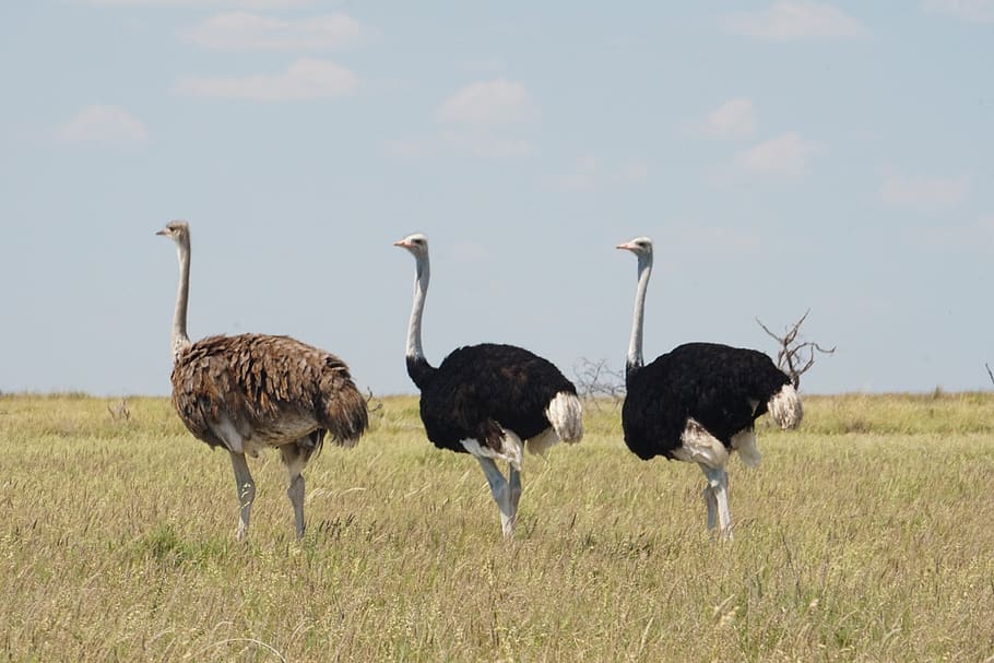 ostrich, wild, wildlife, nature, bird, namibia, animals in the wild, HD wallpaper