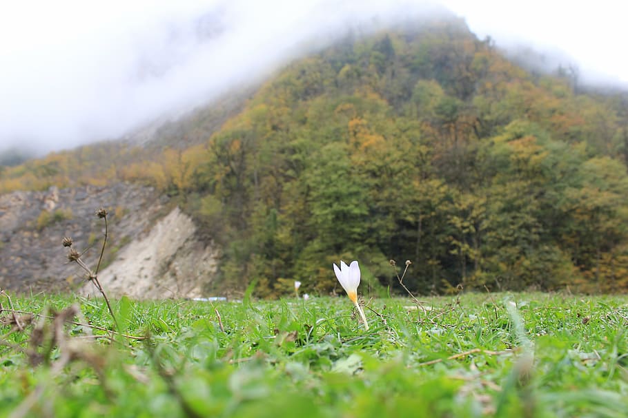 forest, flower, fog, plant, grass, nature, land, mountain, day HD wallpaper