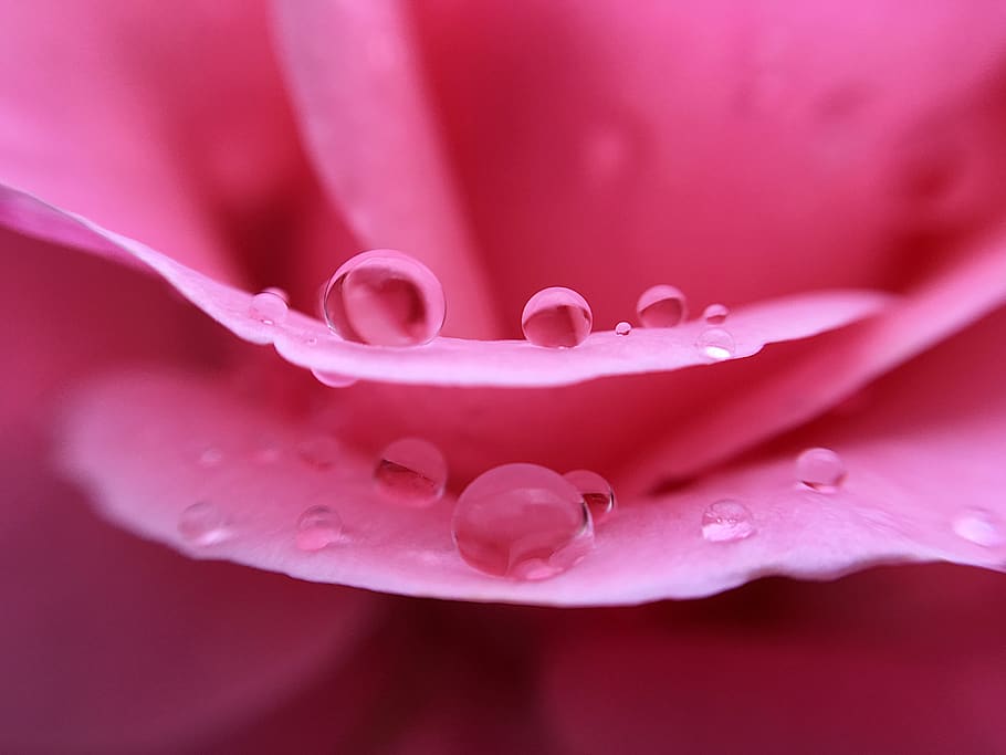 drops, droplets, rose, pink, macro, rain, rainy, flower, flowering plant HD wallpaper