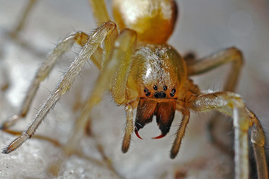 Yellow 8 Legged Spider, arachnid, close-up, insect, macro, animal themes HD wallpaper