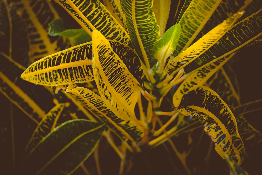 leaf, plant, sunlight, vegetation, bush, veins, tree, iris HD wallpaper