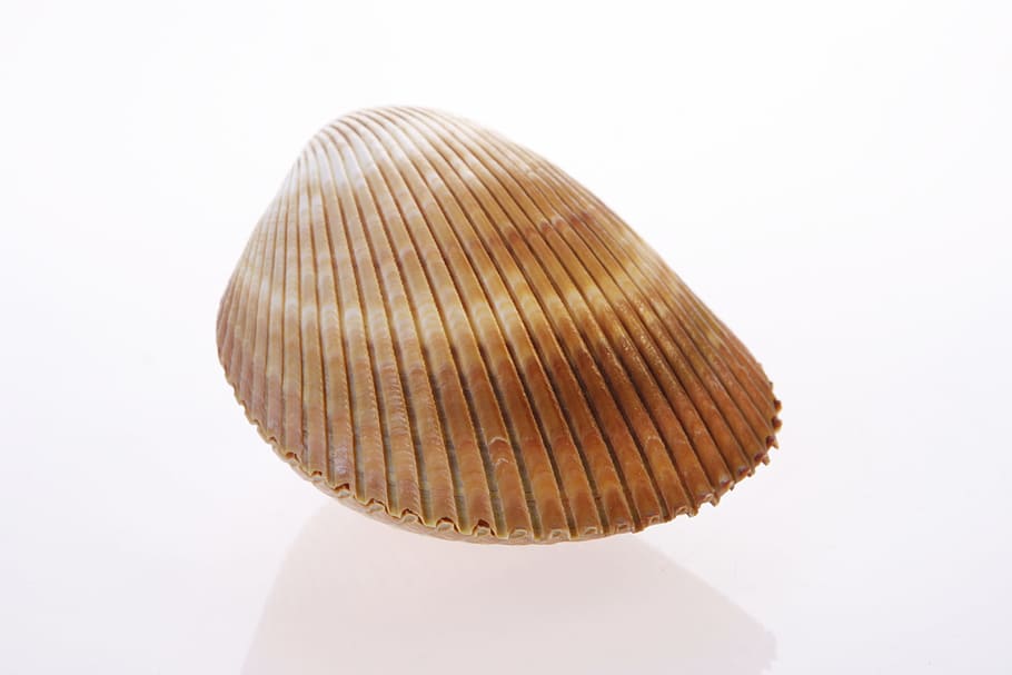 bone, close-up, closeup, coast, coastline, cockle-shell, conch HD wallpaper