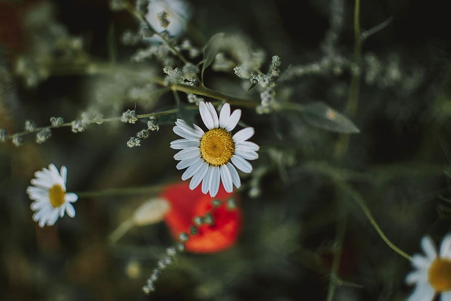 white flowers at bloom, flowering plant, freshness, vulnerability HD wallpaper