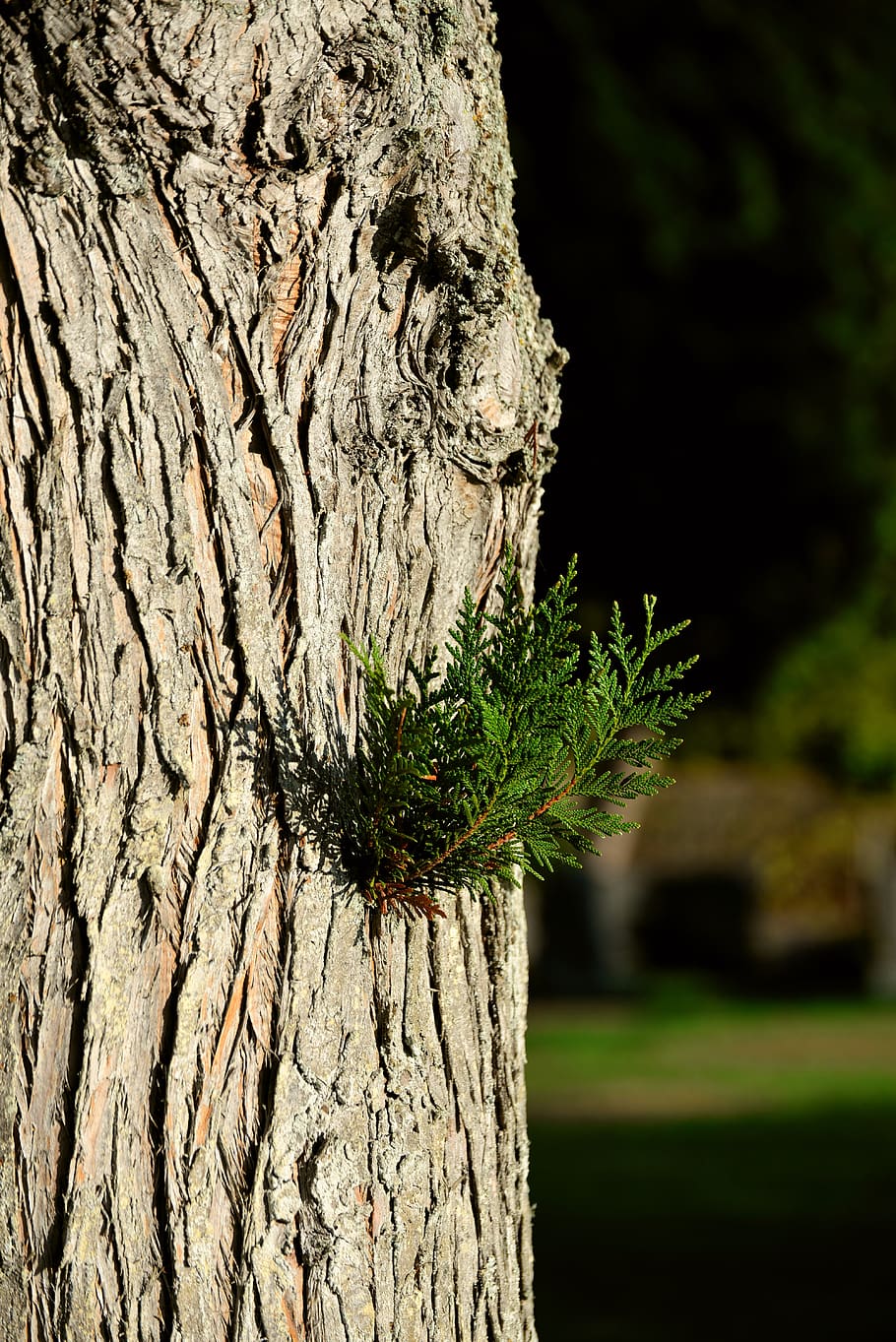 tree of life, hiba tree of life, thuja, cupressaceae, evergreen, HD wallpaper