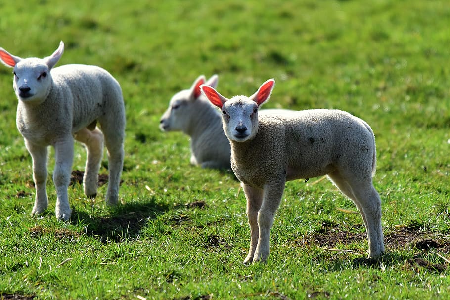 lamb, sheep, animal, wool, young, grass, pasture, meadow, farm, HD wallpaper