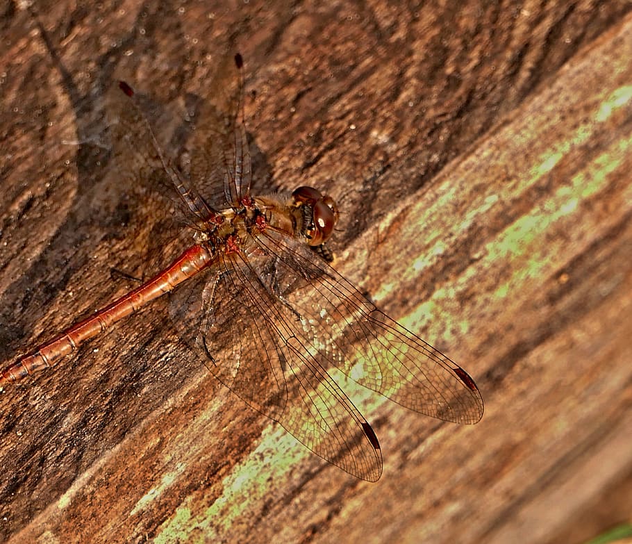 dragonfly, common, insects, nature, close-up, macro, wing, invertebrate HD wallpaper