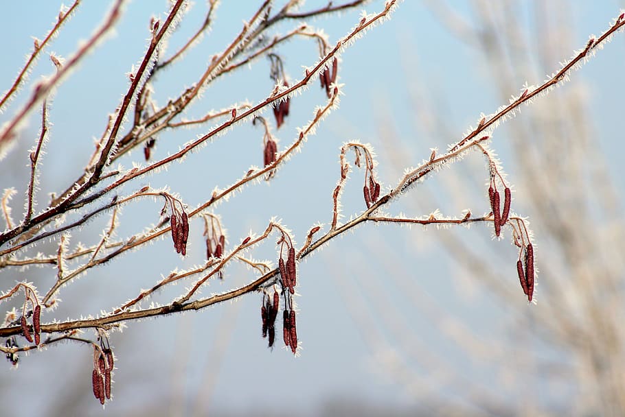 winter, branch, tree, frost, january, cold, figure, frozen HD wallpaper