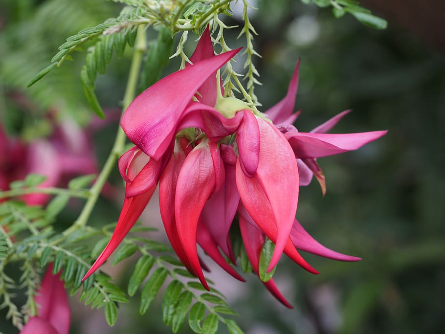 flower, blossom, bloom, red, tropical, exotic, parrot beak HD wallpaper