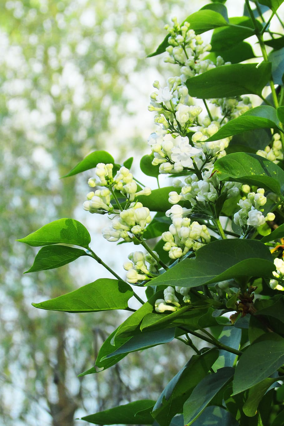lilac, white, spring, fragrant, nature, summer, flower, plant HD wallpaper