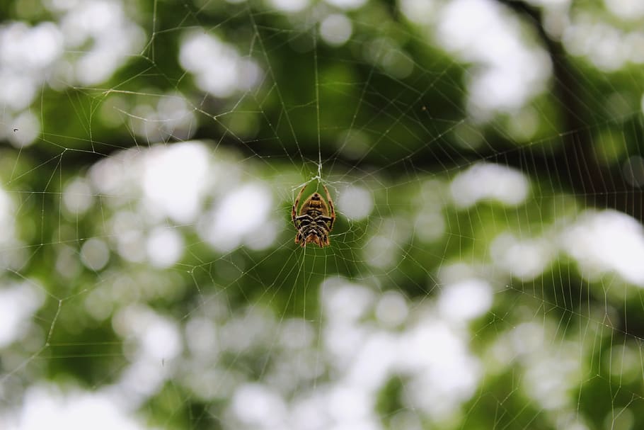 spider, web, australia, orb weaver, spiderweb, nature, cobweb HD wallpaper