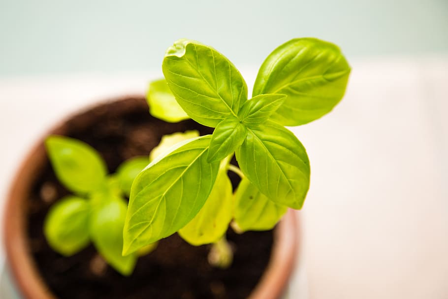 Brown Potted Green Plant, basil, fresh, grow, growing, growth HD wallpaper
