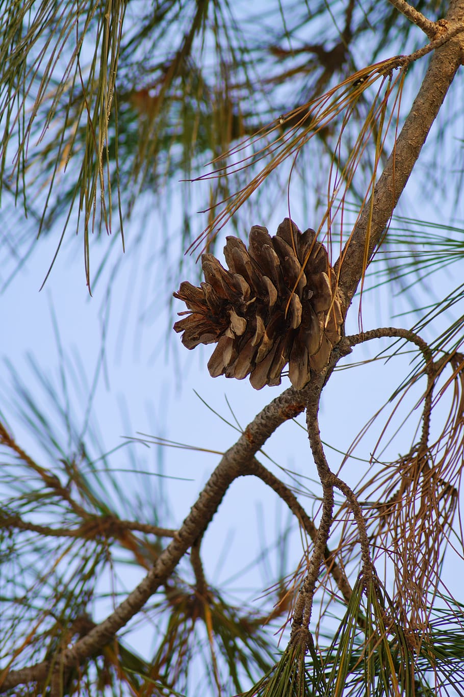 spring, tree, cone, brown, spring tree, plant, focus on foreground