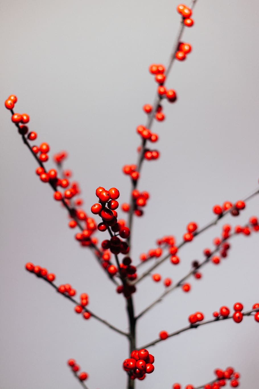 germany, bielefeld, xmas, red, flower, no people, food, healthy eating HD wallpaper