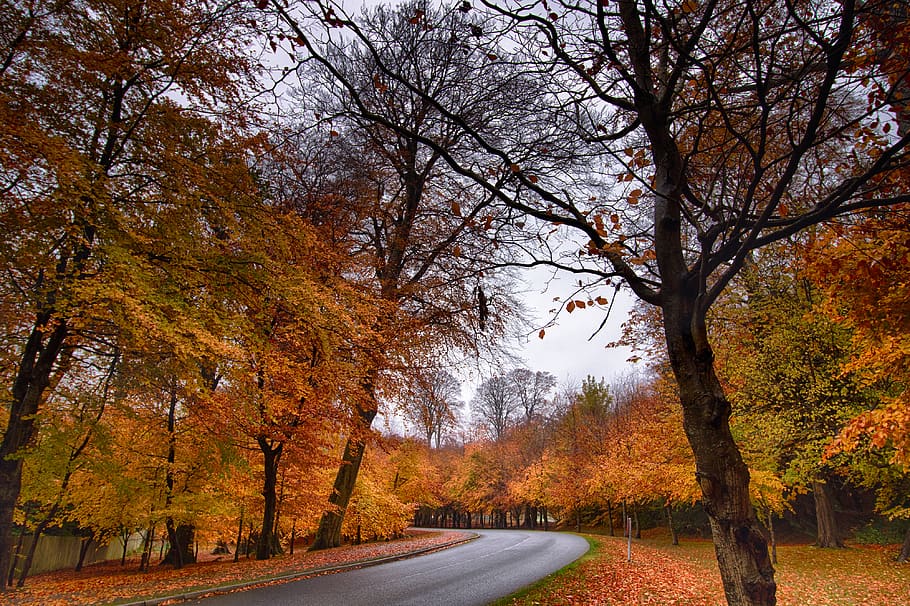 maple trees during daytime, autumn, change, plant, beauty in nature HD wallpaper