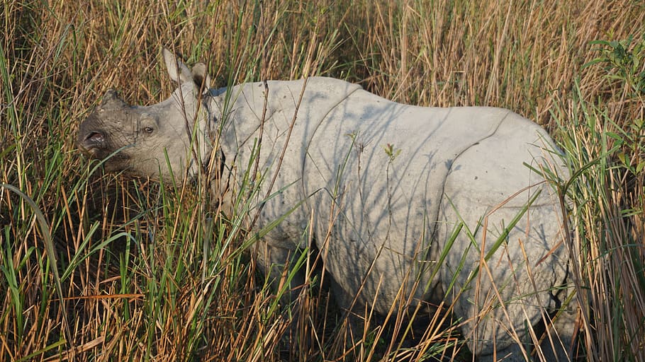 rhino, rhinoceros, india, kaziranga, national park, wildlife