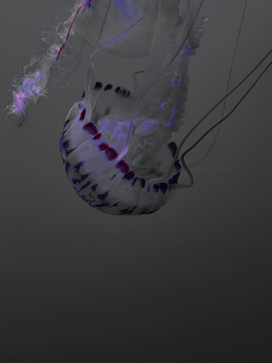white and purple floating jelly fish, animal themes, animals in the wild HD wallpaper