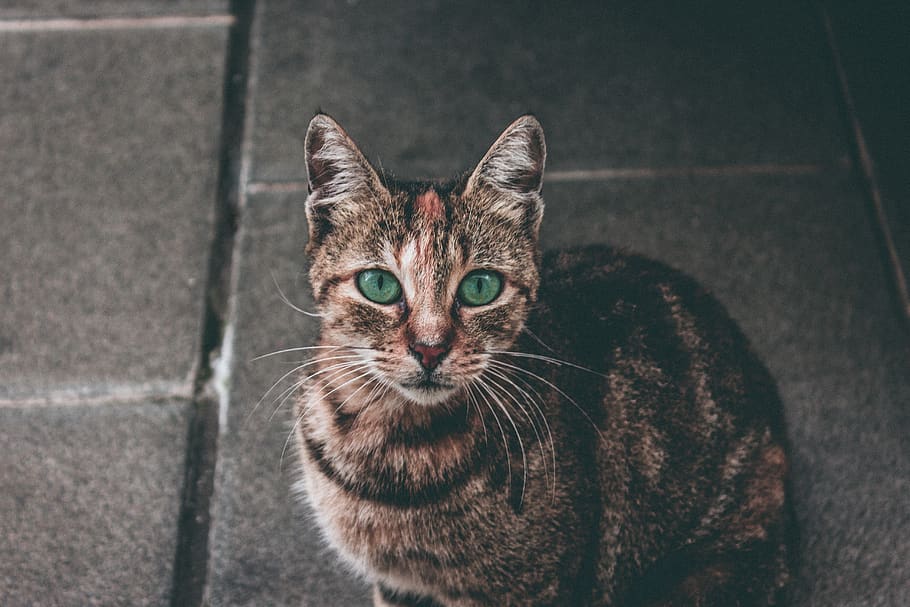 brown tabby cat, mammal, feline, pets, domestic, domestic animals HD wallpaper