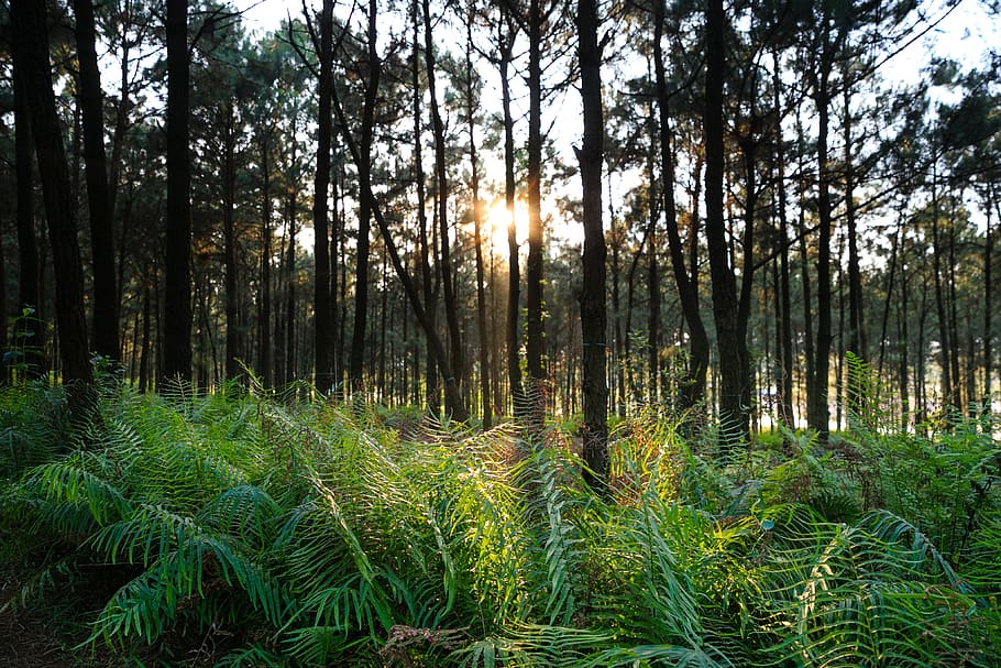 Green Ferns in Forest Floor, conifer, dawn, daylight, environment HD wallpaper