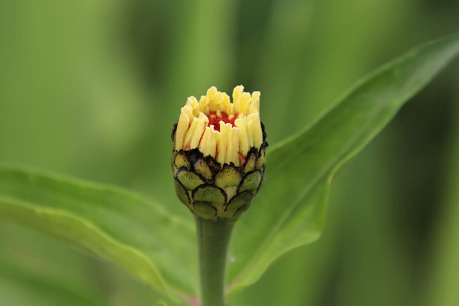 blossom, bloom, bud, flower, nature, flora, garden plant, close up HD wallpaper