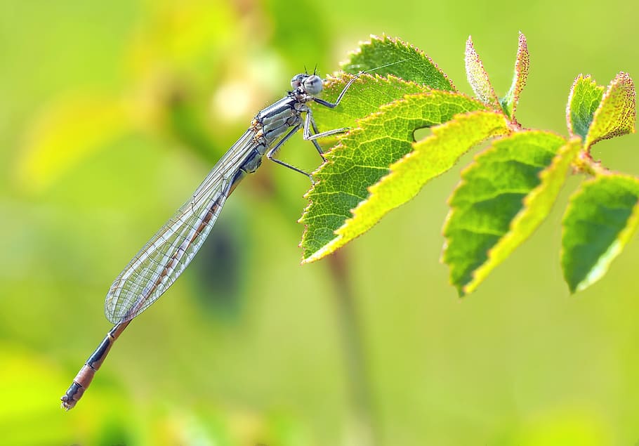 leaf, green, nature, insect, dragonfly, invertebrate, animal themes HD wallpaper