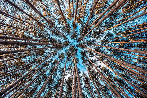 forest, trees, upward, environment, nature, forest trees, sky HD wallpaper