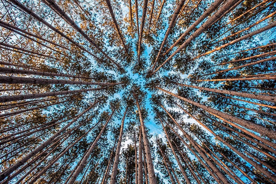 forest, trees, upward, environment, nature, forest trees, sky HD wallpaper