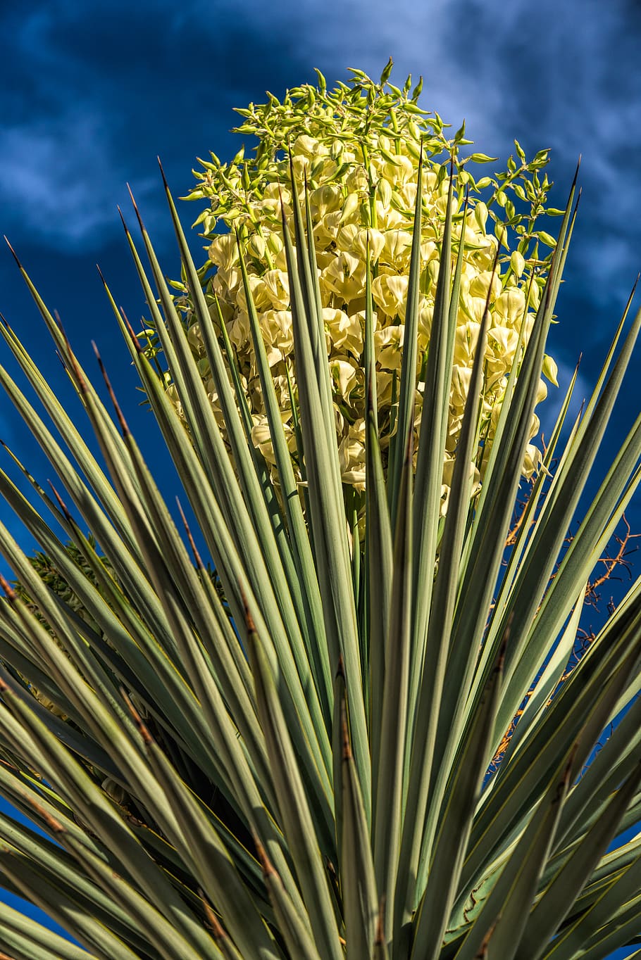 Hd Wallpaper: Yucca, Blooms, Spring, Sonoran Desert, Growth, Plant 