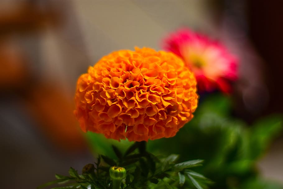 plant, nature, flowering plant, freshness, beauty in nature HD wallpaper