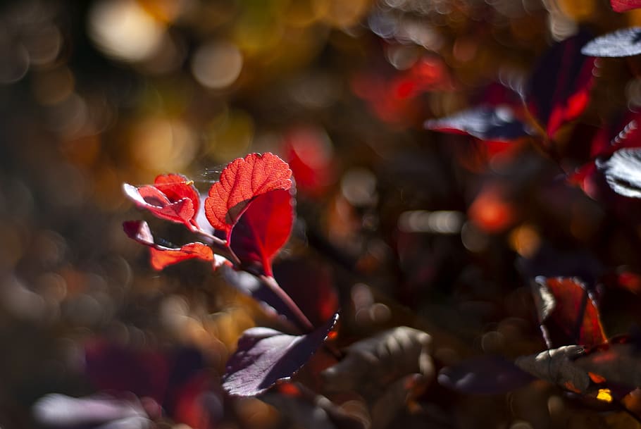 autumn, colors, leaf, nature, colorful, red, plant, beauty in nature HD wallpaper