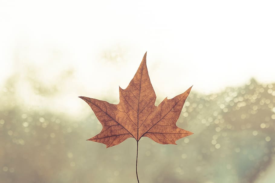 leaf, fall, autumn, bokeh, blur, fog, plant part, maple leaf HD wallpaper
