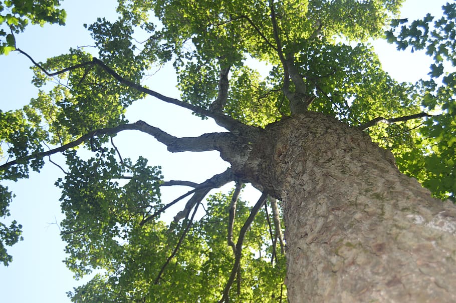 trunk, tree, plant, tree trunk, low angle view, growth, nature HD wallpaper