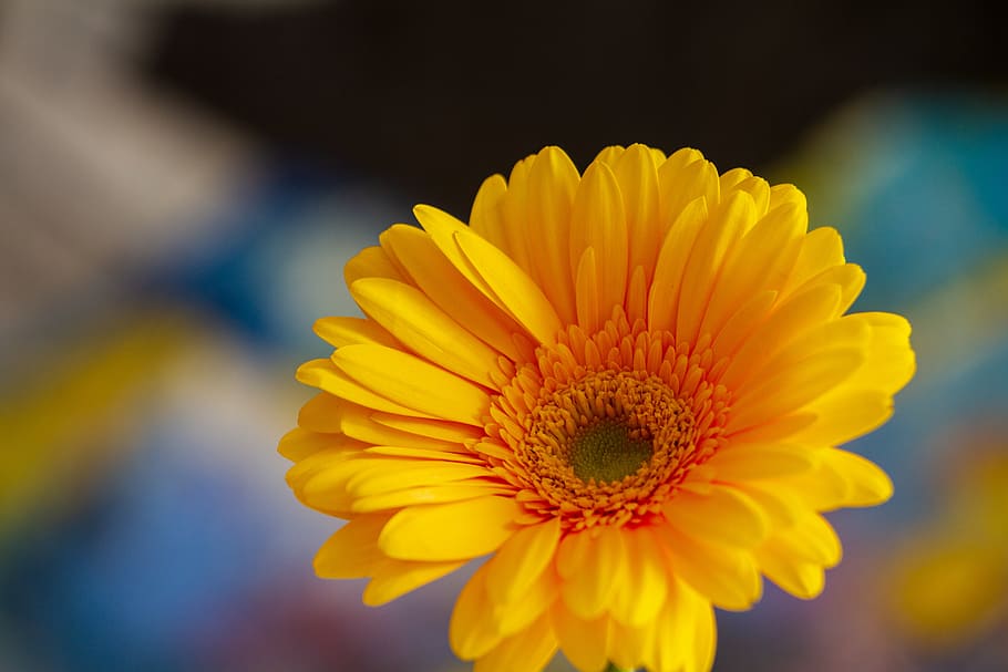 gerbera, flower, flora, yellow, bright, nature, blossom, bloom HD wallpaper