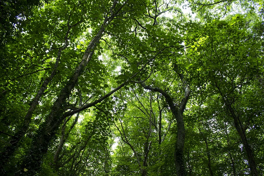 trees, forest, branches, plant, green color, land, beauty in nature HD wallpaper
