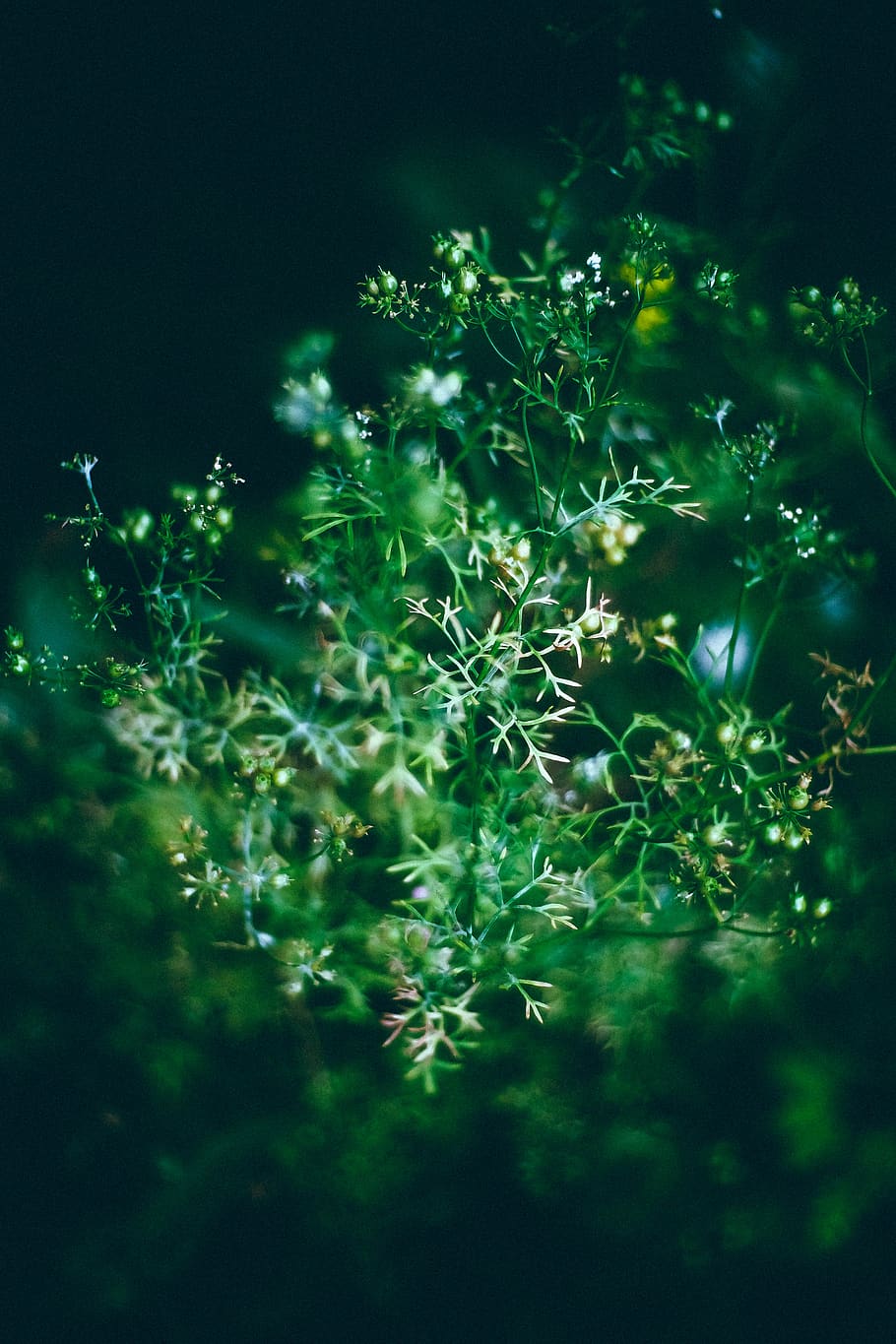 vegetable, flower, green, plant, growth, beauty in nature, no people HD wallpaper