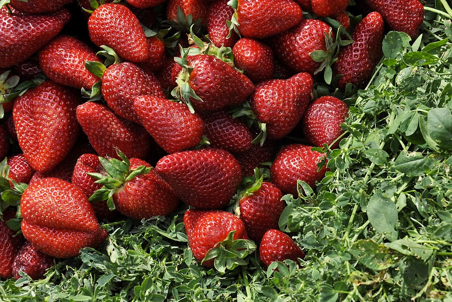 red strawberries on grass field, strawberry, plant, food, fruit, HD wallpaper