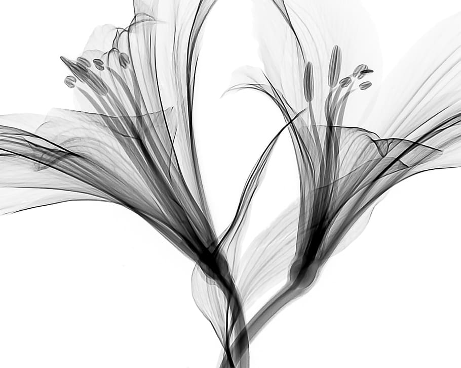 flower illustration, art, graphics, plant, floral design, pattern, HD wallpaper