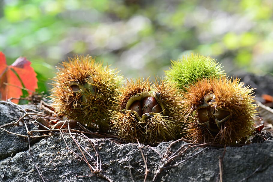 autumn, night, chestnut, focus on foreground, close-up, day HD wallpaper