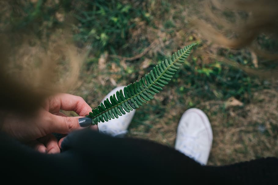 person holding green leaf, nature, fir, plant, fern, hand, switzerland, HD wallpaper