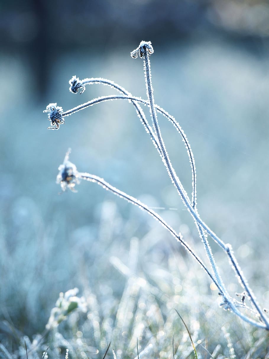 frost, winter, cold, nature, plant, grass, dead, flower, frozen HD wallpaper