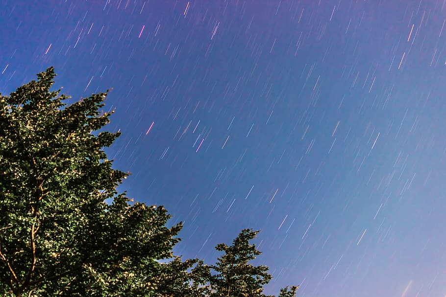 night, sky, tree, stars, space, astronomy, star - space, plant HD wallpaper