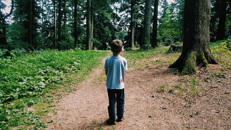 forest, walking, kid, summer, green, nature, wallpaper, tree HD wallpaper